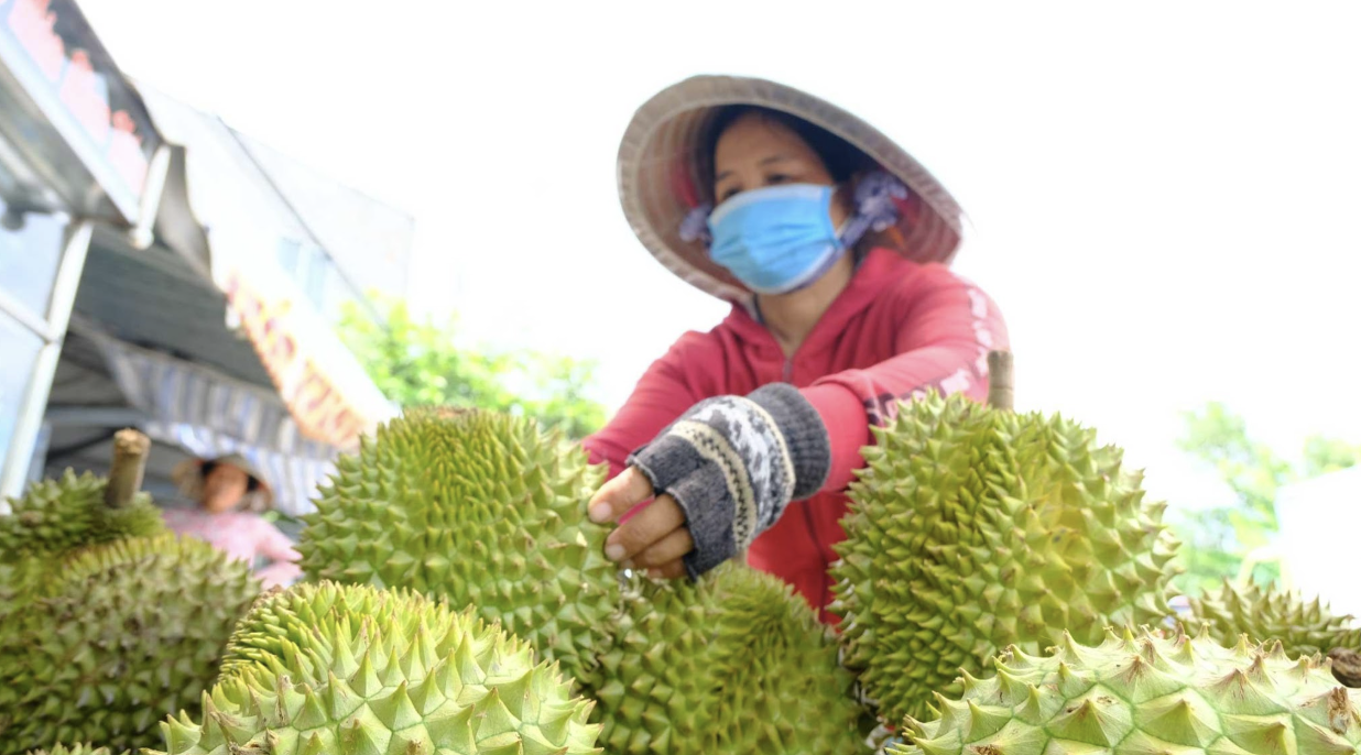 A Vietnamese farmer sorting fresh durian during the harvest season