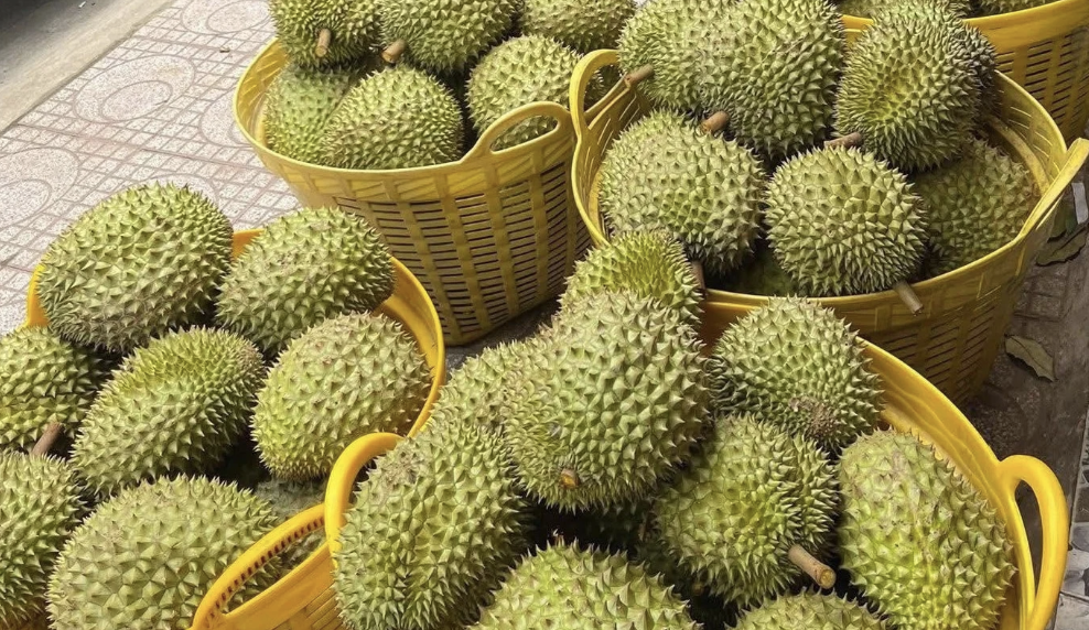 Baskets filled with freshly harvested durian ready for export or processing