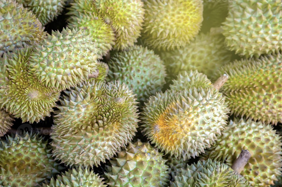 Close up view of firm durian shell and intact spines indicating high quality