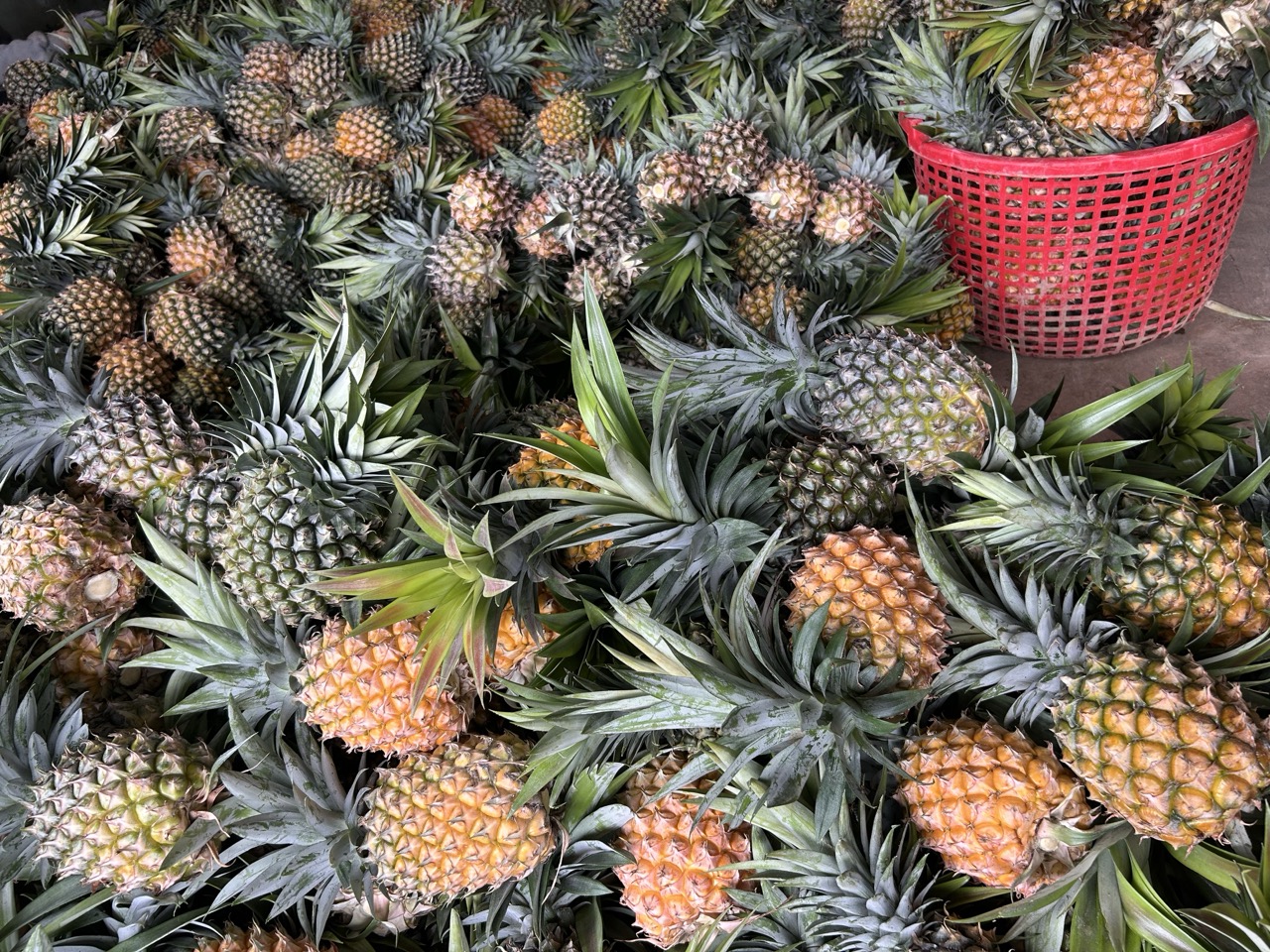 Worker peeling and slicing fresh pineapples uniformly for even drying