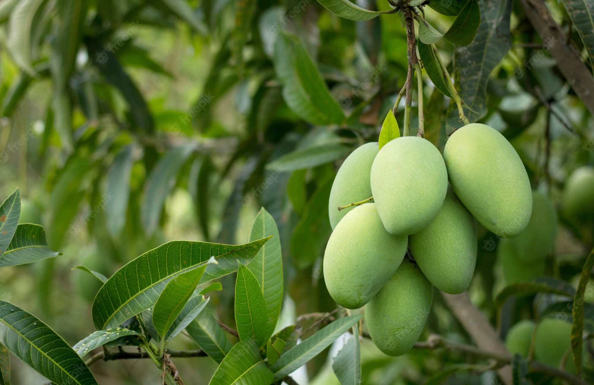 Premium mango varieties selected for optimal freeze and dry performance