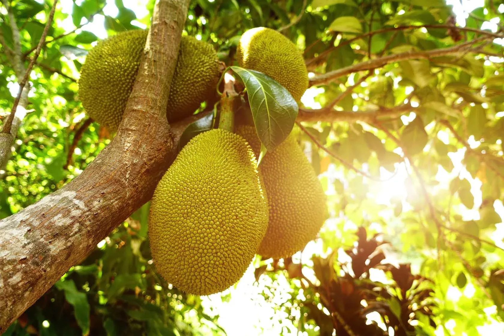 A modern heat pump drying facility showing how premium dried fruits, including jackfruit, are made