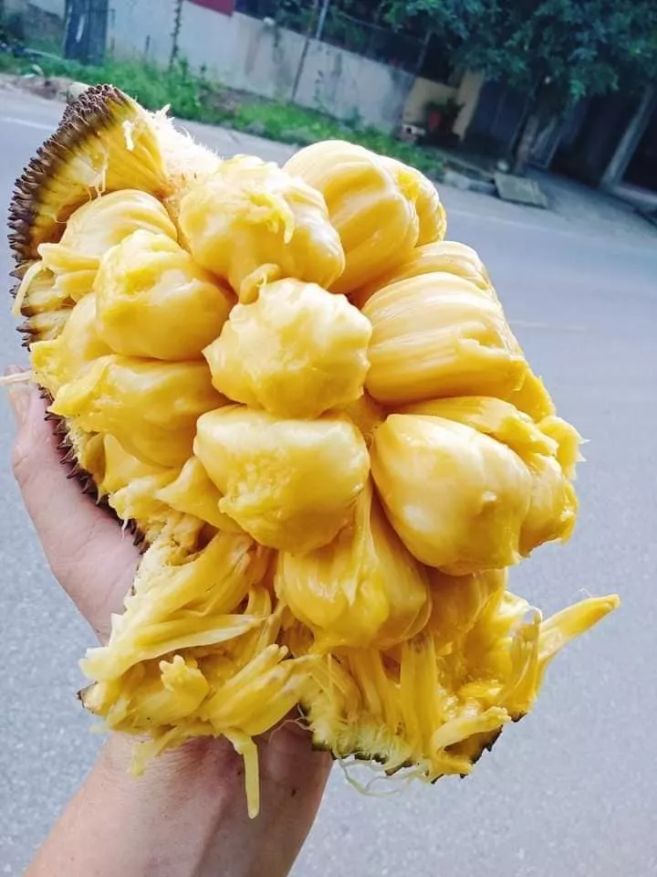 Honey jackfruit (Mật variety) prepared for premium drying