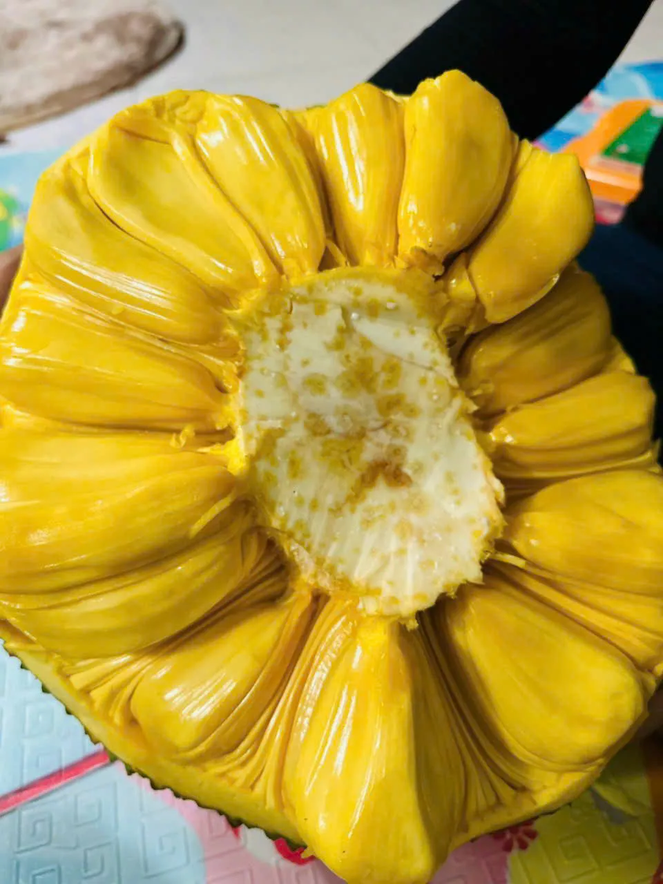 Premium jackfruit varieties evaluated for Brix levels and processing suitability