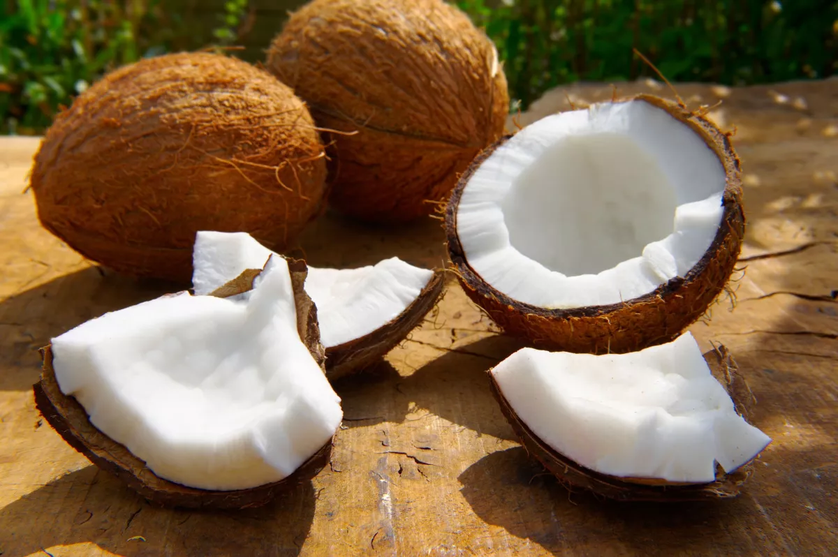 A modern heat pump drying facility processing premium mature brown coconuts