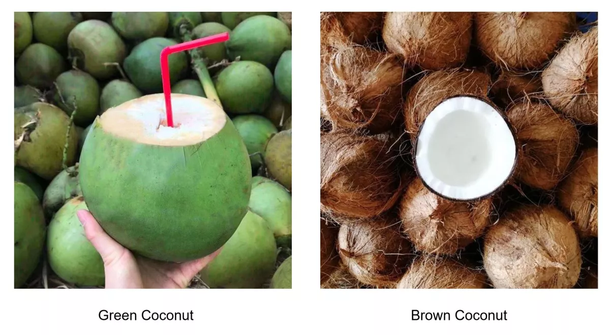 Green vs brown coconut comparison showing fresh and mature coconuts at an industrial processing center