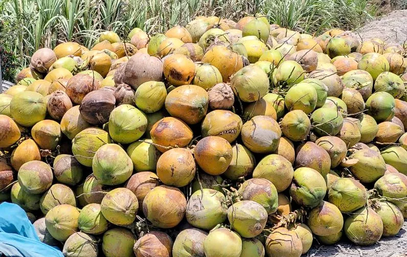 Thick, firm flesh of a mature brown coconut ready to be processed into crispy chips