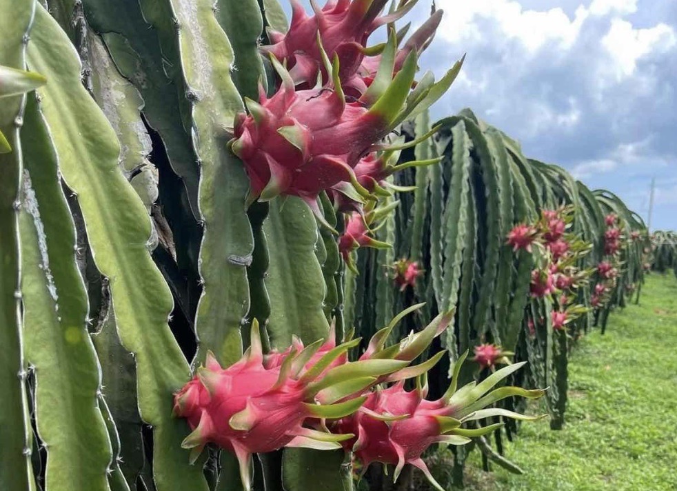 Red dragon fruit growing on cactus vines in a Vietnamese commercial plantation