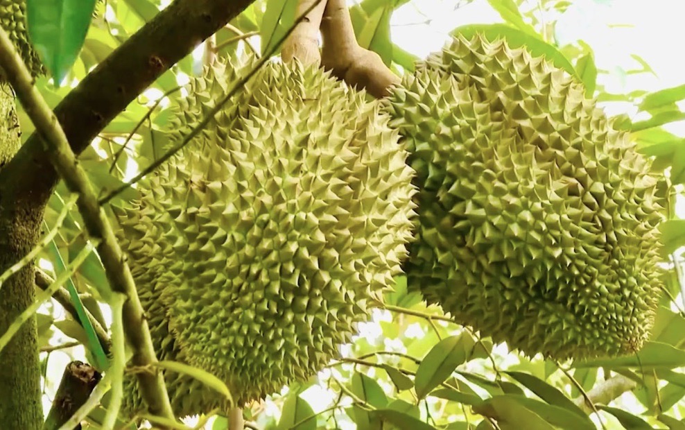 Large thorny durian fruits hanging from a tree branch in the Central Highlands of Vietnam