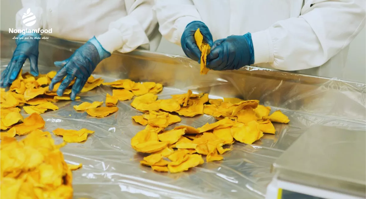 A modern drying facility illustrating proper moisture control for dried mango