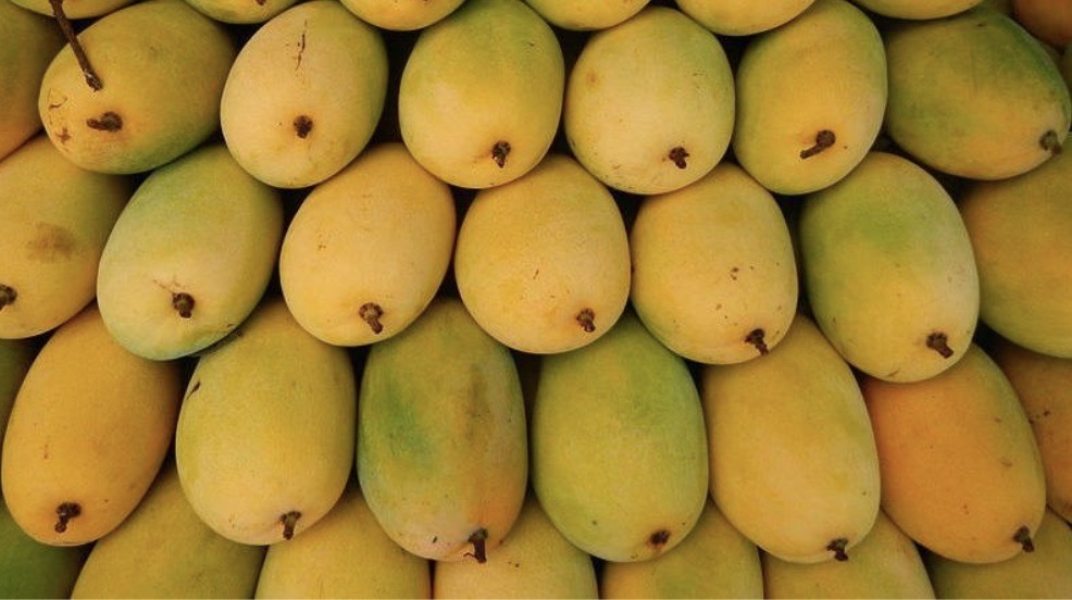A vibrant display of freshly harvested ripe yellow mangoes at a Vietnamese fruit market