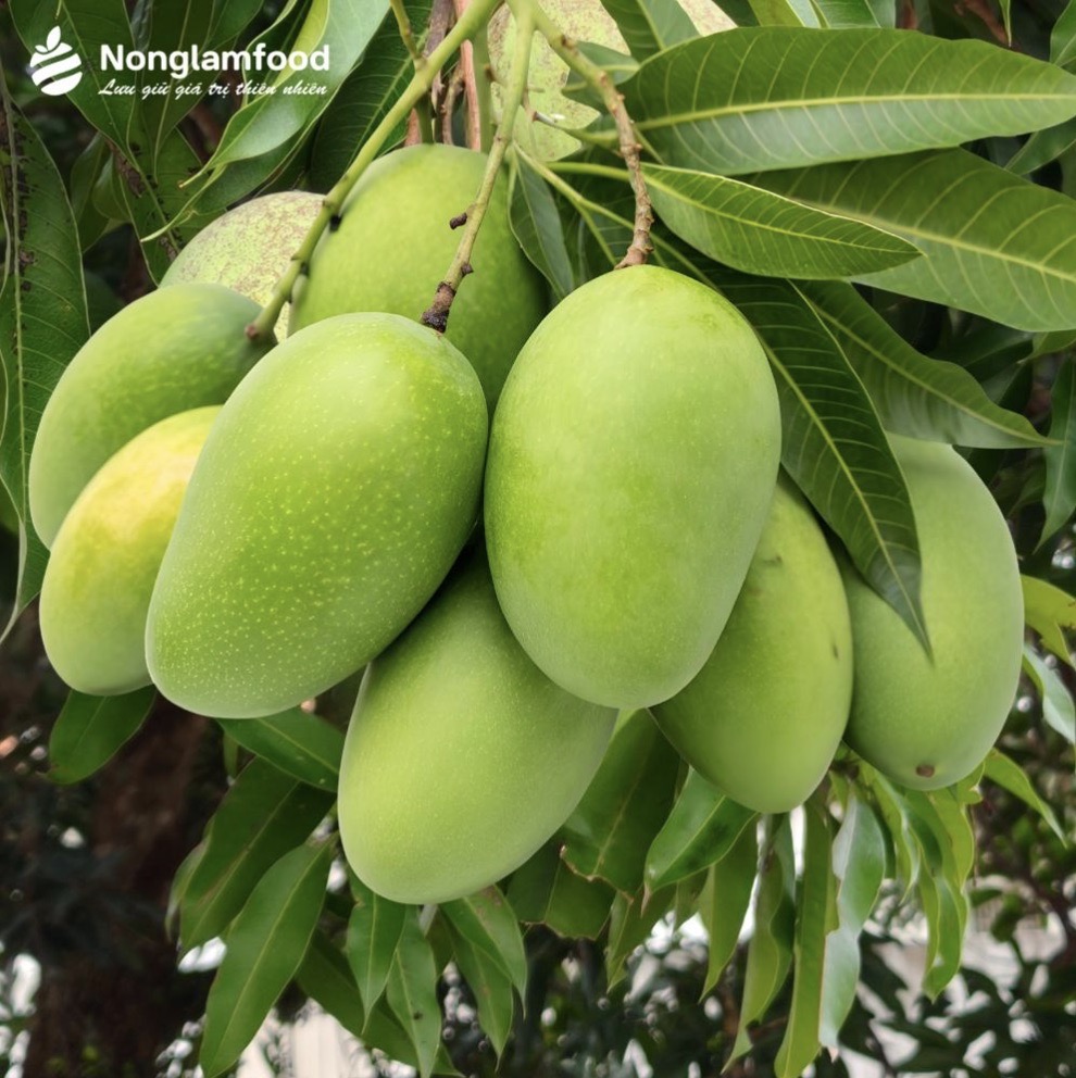 A heavy cluster of green mangoes growing on a tree in a Vietnamese orchard