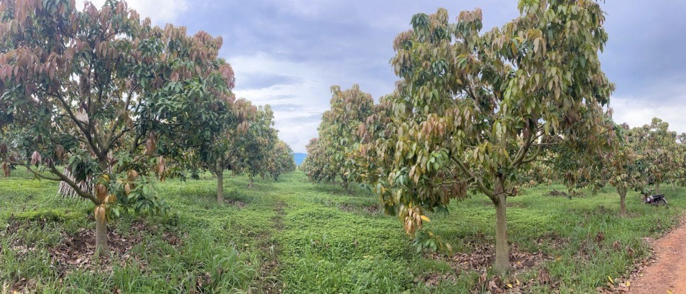 A large scale commercial mango plantation in Vietnam ready for the harvest season