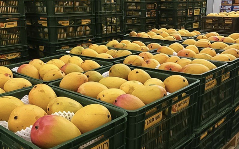 Crates filled with premium fresh yellow mangoes packed and ready for export