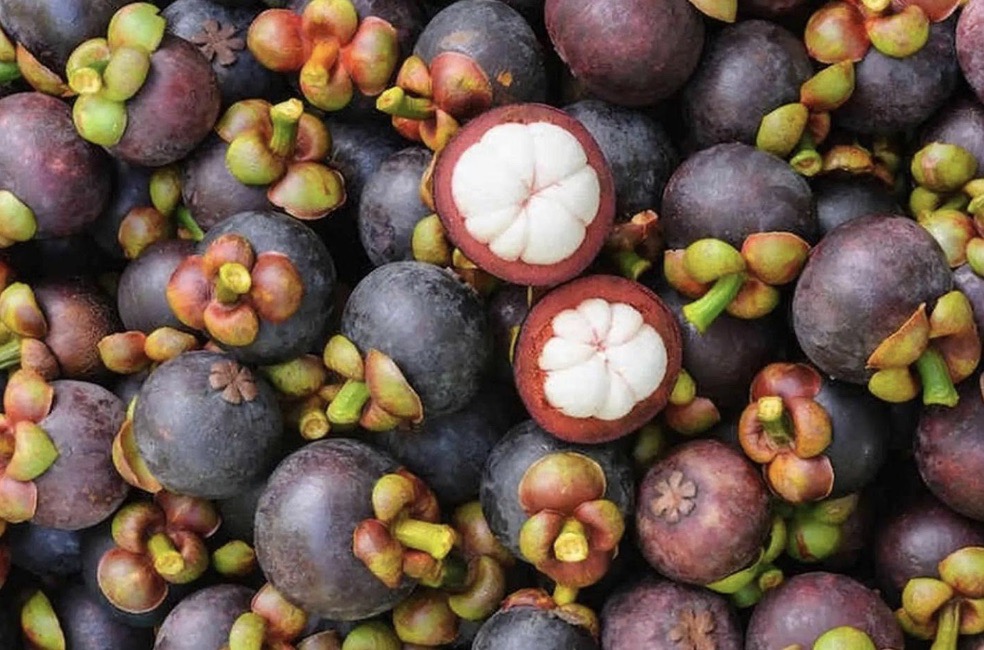 A large pile of freshly harvested dark purple mangosteens with some cut open to reveal white segmented flesh
