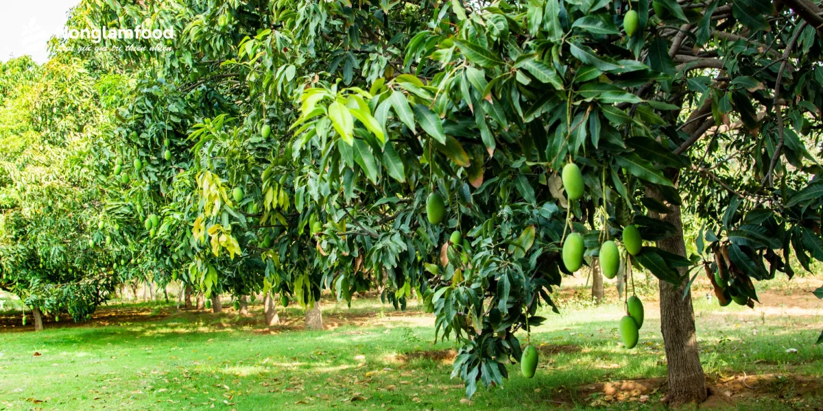 Mango Orchard