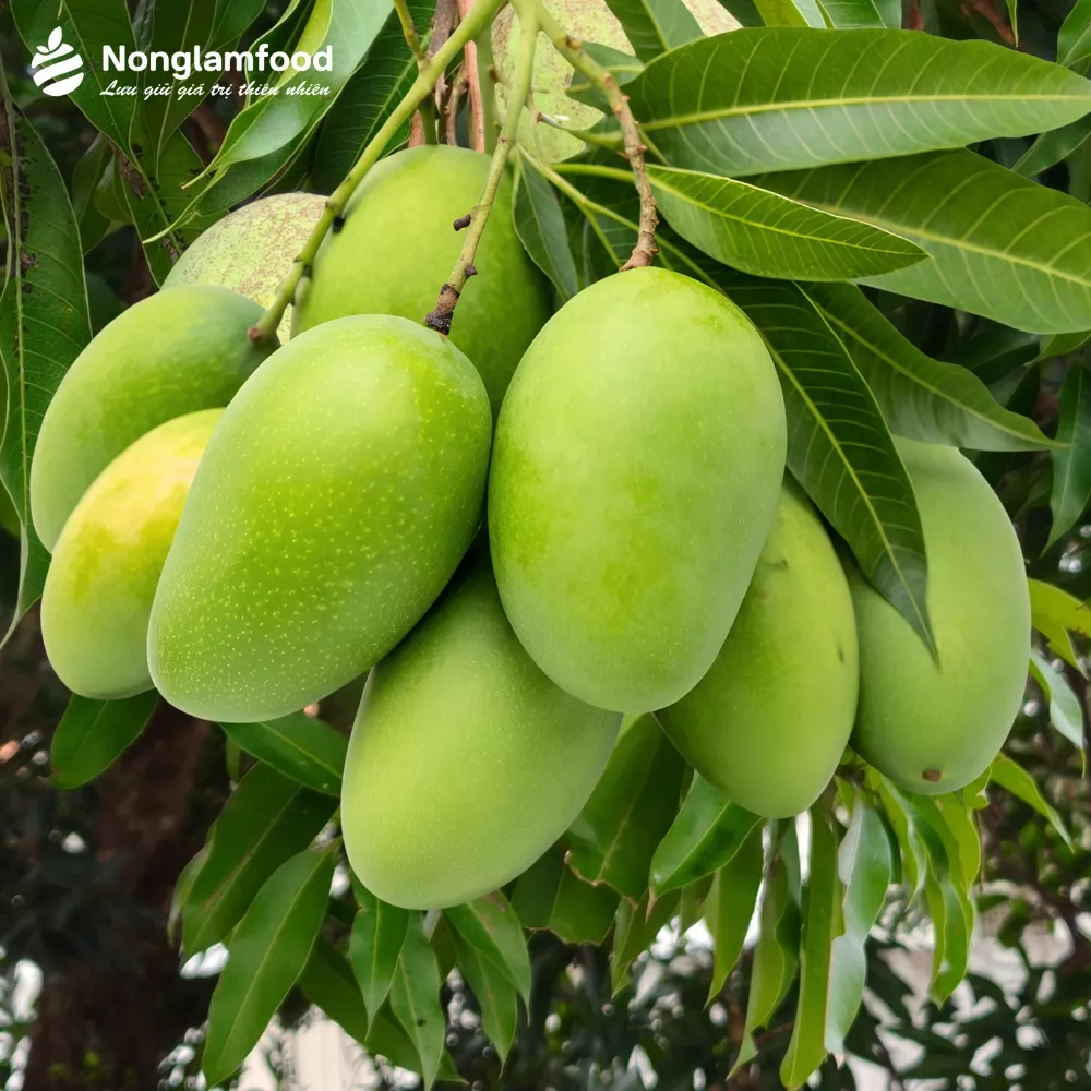 Fresh mangoes on a tree