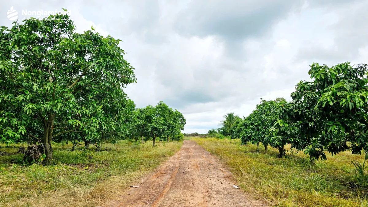 Mango Orchard in Vietnam