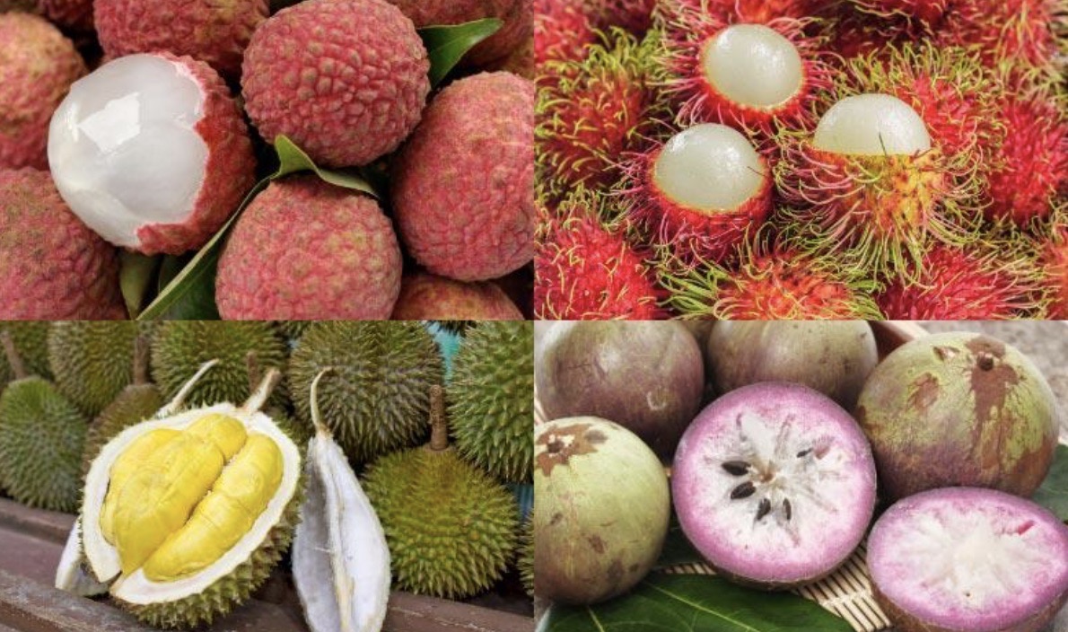 A variety of tropical fruits that grow in Vietnam including lychee, rambutan, and durian