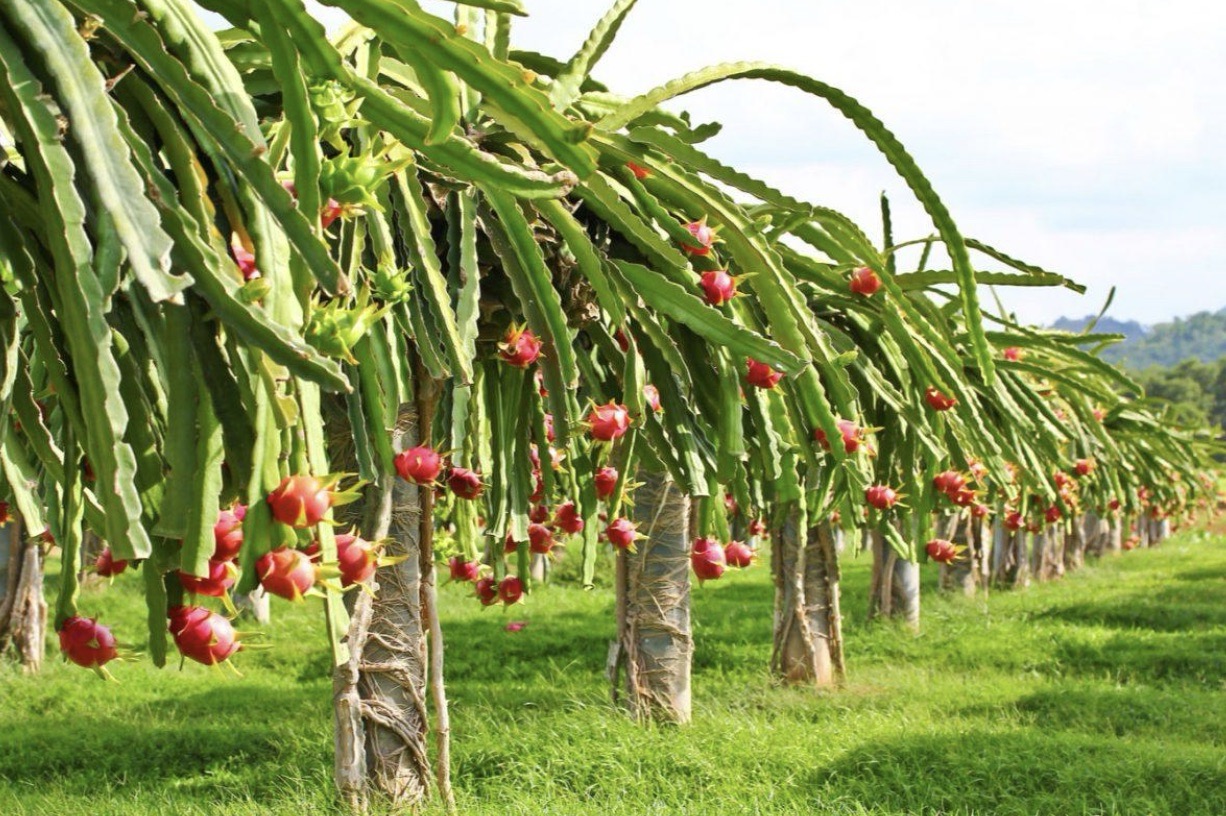 Dragon fruit farm in Vietnam showcasing mass tropical fruit production