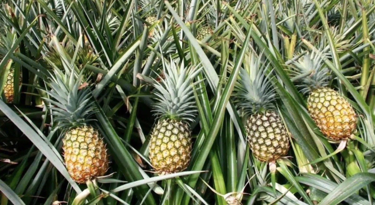 Pineapple plants grown extensively in the Mekong Delta region of Vietnam