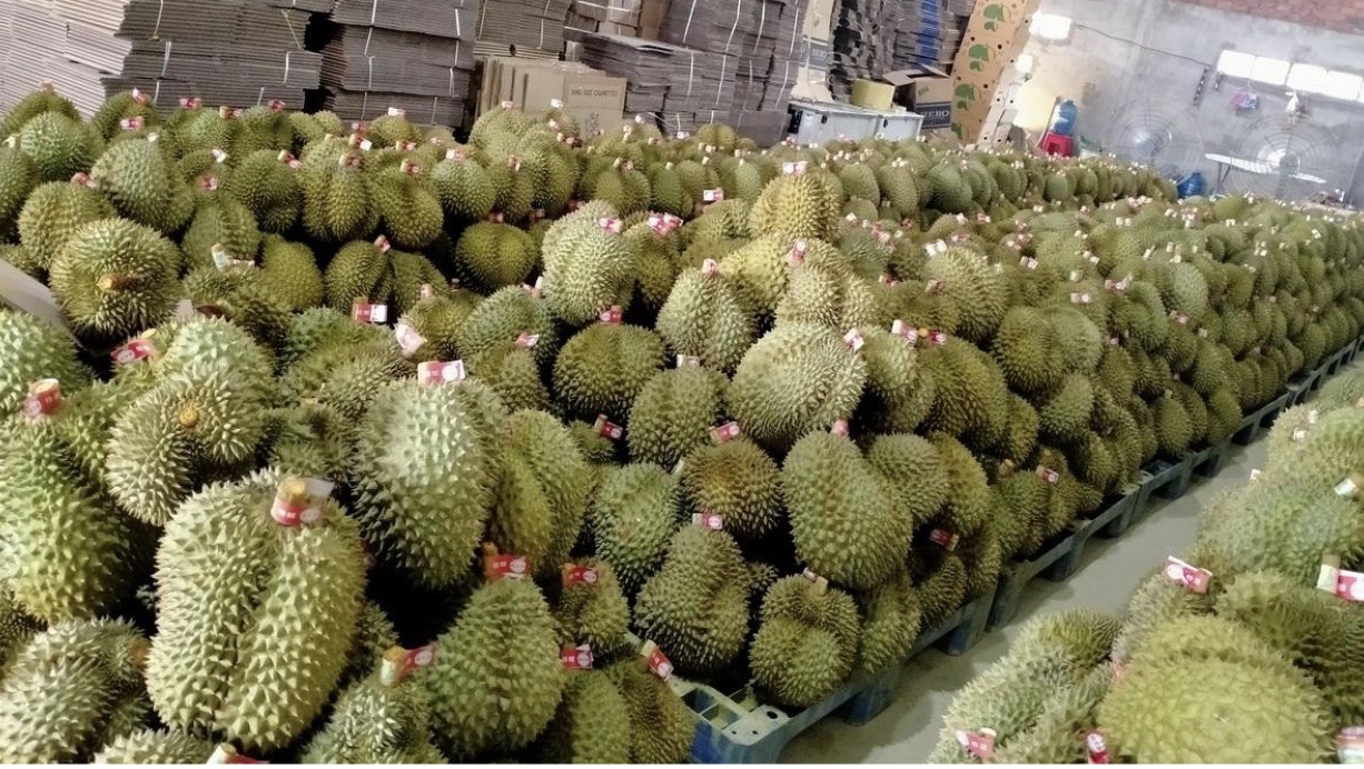 Large scale durian harvest in Vietnam prepared for export markets