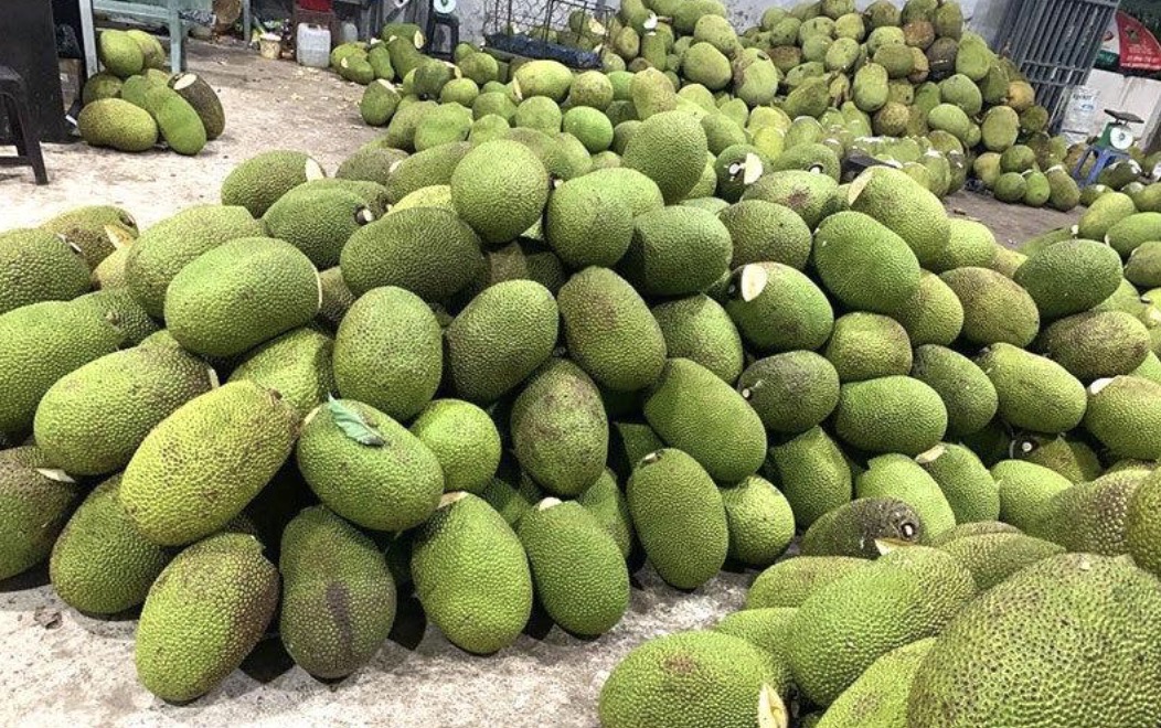 A large harvest of green jackfruit grown abundantly in southern Vietnam